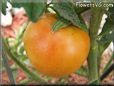 orange cherry tomato