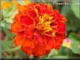 marigold flower