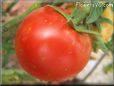 red cherry tomato