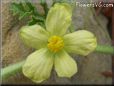 watermelon flower