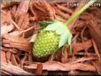 small green strawberry