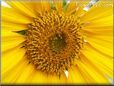 yellow sunflower flower