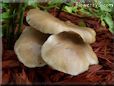 Mushroom picture