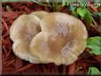 large flat brown mushroom
