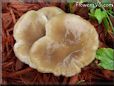 large flat brown mushroom