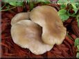 large flat brown mushroom