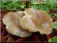 large flat brown mushroom
