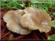 large flat brown mushroom