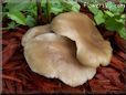 large flat brown mushroom