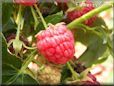 red raspberry