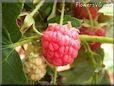 red raspberry