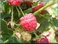 red raspberry