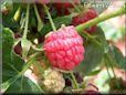 red raspberry