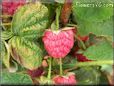 red raspberry