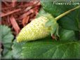 small green strawberry