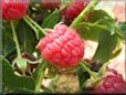 red raspberry
