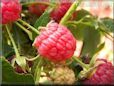 red raspberry
