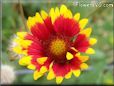bright red  blanketflower