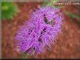 purple gay feather flower