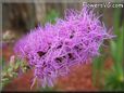 gay feather flower
