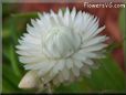 white strawflower flower