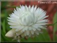 white strawflower flower