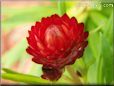 red strawflower flower