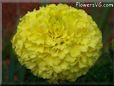 yellow marigold flower