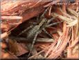 gray wolf spider