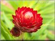 red strawflower flower