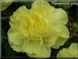 yellow carnation flower picture