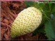 large white strawberry