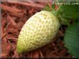 large white strawberry pictures
