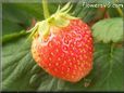red strawberry