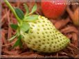 yellow strawberry