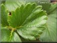 strawberry leaf