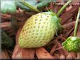 large white strawberry