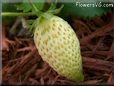 large white strawberry