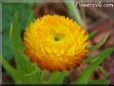 yellow strawflower flower picture