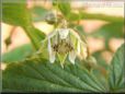 raspberry flower