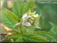 raspberry flower