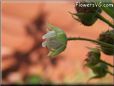 raspberry flower