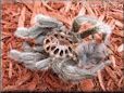 molted tarantula