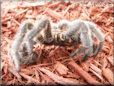 molted tarantula