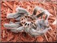 molted tarantula