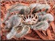 molted tarantula