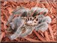 molted tarantula