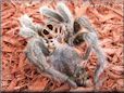 molted tarantula