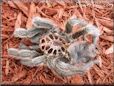 molted tarantula