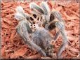 molted tarantula